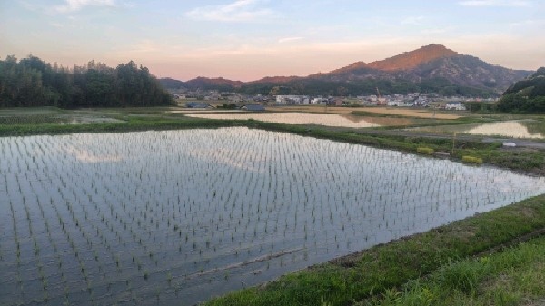 夕暮れの今治の田んぼ