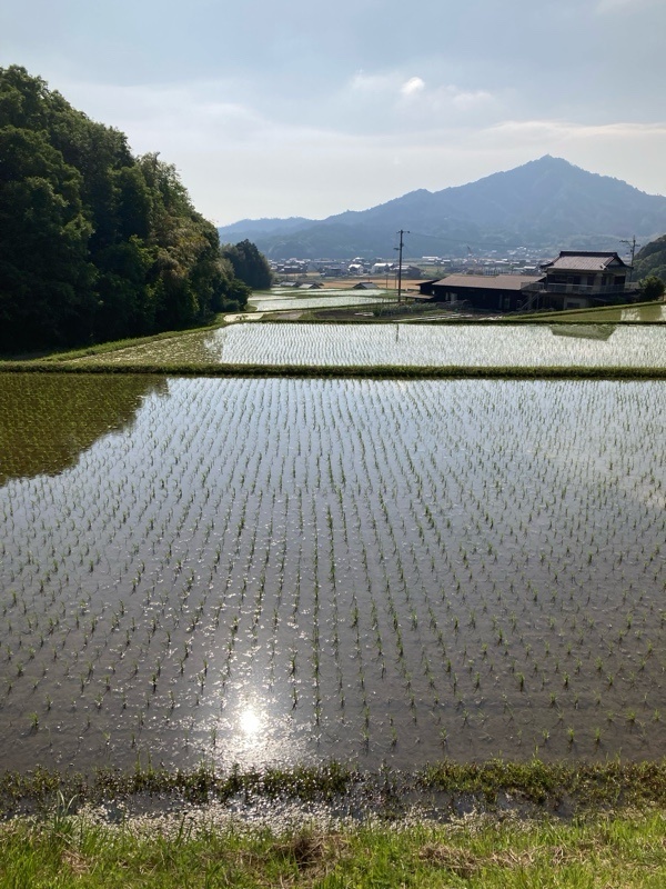 山々に囲まれた今治の田んぼ