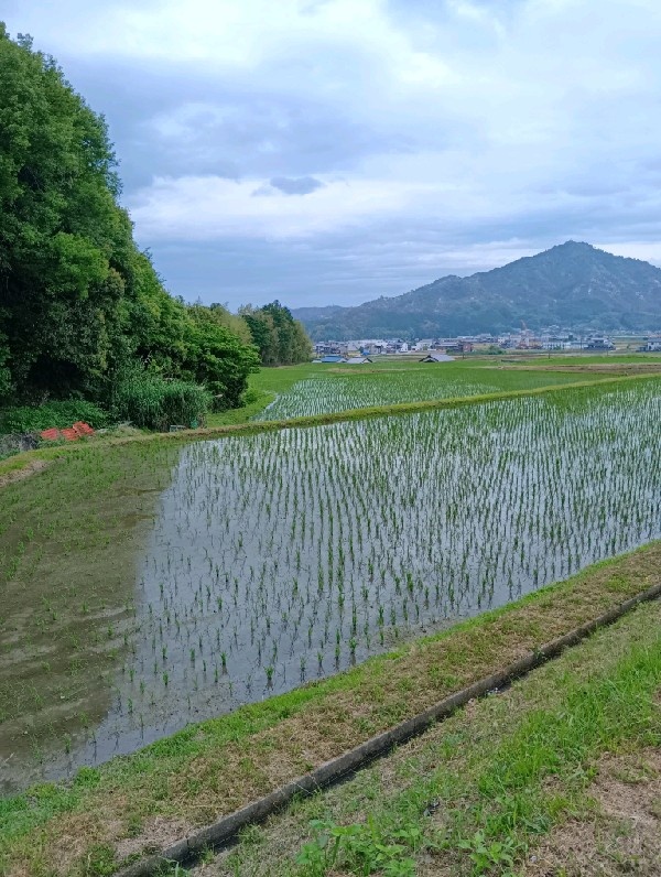 今治ですくすくと育つ稲