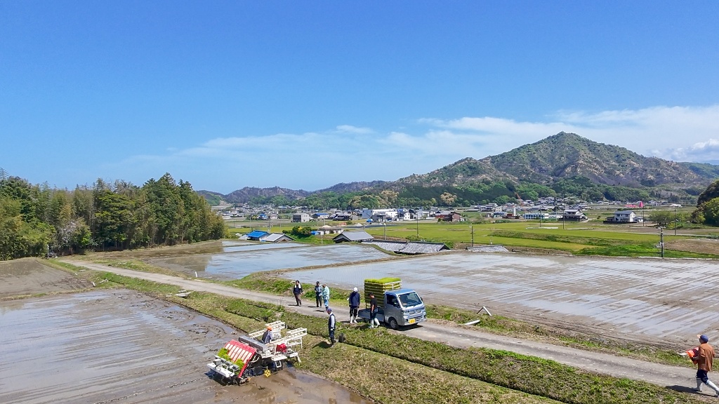 今治の田んぼで田植えをする様子