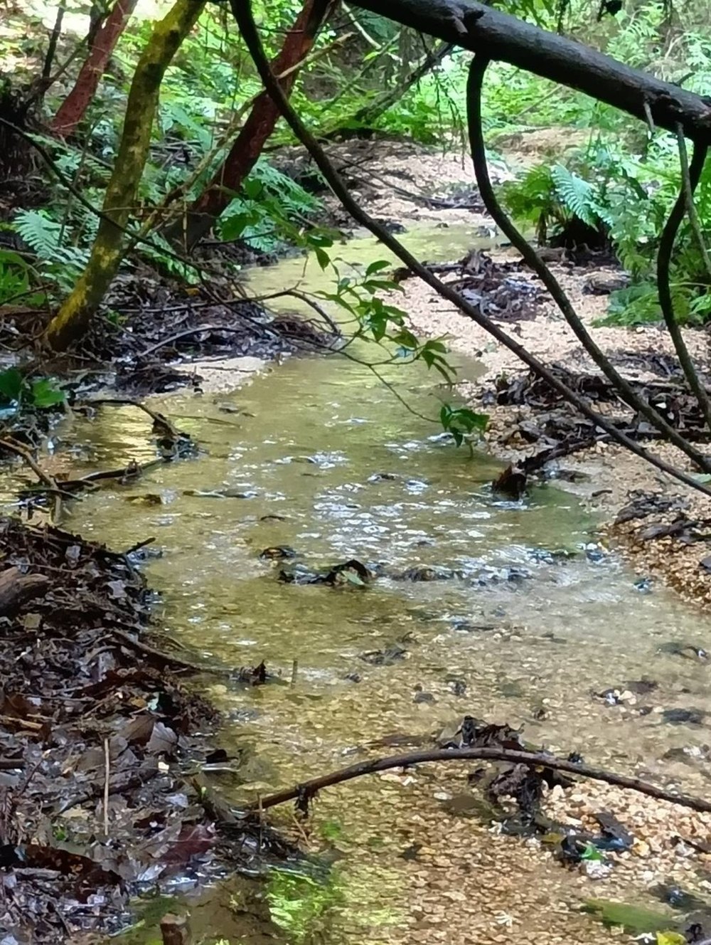 今治の田んぼに引く山の湧き水
